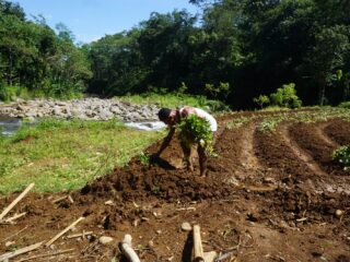 Jembatan Gantung “Perintis Garuda” Bantu Akses Petani di Batang