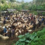 Jelang Idul Adha, Aktivitas Pasar Domba Bungbulang Garut Meningkat Tajam