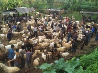 Jelang Idul Adha, Aktivitas Pasar Domba Bungbulang Garut Meningkat Tajam