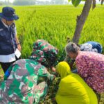 TMMD Kodim 0725/Sragen Tanam 500 Pohon Buah di Desa Pelemgadung untuk Hijau Masa Depan