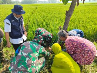 TMMD Kodim 0725/Sragen Tanam 500 Pohon Buah di Desa Pelemgadung untuk Hijau Masa Depan