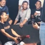 Rencana Event Sabung Ayam di Kutalimbaru Disorot, Warga Minta Penindakan Tegas