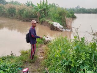 Tanggul Darurat Kali Bodri di Pidodokulon Jebol, Puluhan Hektare Tambak Rusak