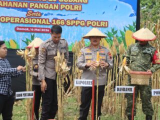 Polres Demak Panen 4 Ton Jagung di Karangawen, Hasil Disalurkan ke Bulog