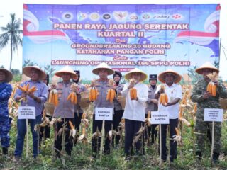 Polda Banten Gelar Panen Raya Jagung 29,5 Ton Dukung Ketahanan Pangan Nasional