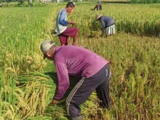 Petani Madurejo Prambanan Sleman Mulai Panen Padi, Keluhan Biaya dan Hama Masih Jadi Tantangan