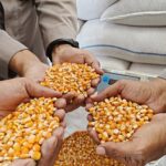 Bulog Tampung Hasil Panen Jagung Petani Cibalong, Polisi Kawal Distribusi ke Gudang Penyimpanan