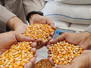 Bulog Tampung Hasil Panen Jagung Petani Cibalong, Polisi Kawal Distribusi ke Gudang Penyimpanan