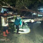 Pohon Tua Roboh di Pameungpeuk, Damkar Garut Sigap Bersihkan Jalur Utama