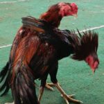 Ulama Purworejo Minta Dugaan Sabung Ayam di Kutoarjo Diusut, Warga Tunggu Tindakan Aparat