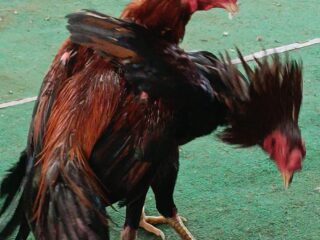 Ulama Purworejo Minta Dugaan Sabung Ayam di Kutoarjo Diusut, Warga Tunggu Tindakan Aparat