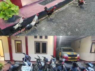 Gerebek Arena Sabung Ayam di Binduriang, Polsek Padang Ulak Tanding Sita 10 Ayam dan 11 Motor