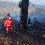 Kebakaran Lahan Sawit 15 Hektare di Pakenjeng Garut, Tim Gabungan Berjuang 8 Jam Padamkan Api