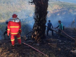 Kebakaran Lahan Sawit 15 Hektare di Pakenjeng Garut, Tim Gabungan Berjuang 8 Jam Padamkan Api